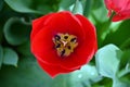 Tulip isolated, spring-blooming perennial herbaceous bulbiferous geophytes Royalty Free Stock Photo