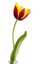 Tulip Royalty Free Stock Photo