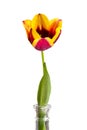 Tulip Royalty Free Stock Photo