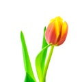 Tulip isolated on white background