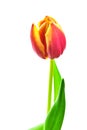 Tulip isolated on white background