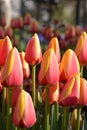 Tulip Lale Royalty Free Stock Photo