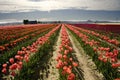 Tulip Landscape Royalty Free Stock Photo