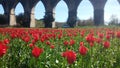 Tulip lanscape Royalty Free Stock Photo
