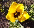 Yellow fringed tulip. Spring came with flowers. Royalty Free Stock Photo