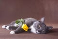 Tulip laying on romantic cat