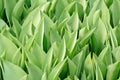 Tulip leaf Royalty Free Stock Photo