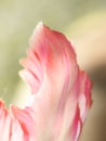 Tulip leaf (Tulipa) (77), close-up Royalty Free Stock Photo