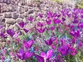 Tulip and lilly flower. Beautiful flowers in the field.