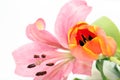 Tulip and lily flowers Royalty Free Stock Photo