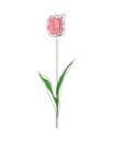 Tulip line art vector illustration with colored elements