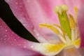 Tulip Macro Royalty Free Stock Photo