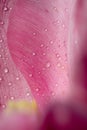 Tulip Macro Royalty Free Stock Photo