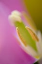 Tulip Macro Royalty Free Stock Photo