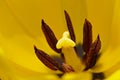 Tulip Macro Royalty Free Stock Photo