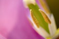 Tulip Macro Royalty Free Stock Photo