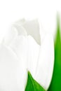 Tulip, macro Royalty Free Stock Photo