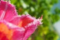 Tulip macro. Beautiful pink with yellow flower with drops of dew, water. Royalty Free Stock Photo