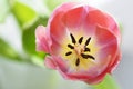 Tulip Royalty Free Stock Photo