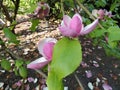 Tulip-Magnolia, Magnolia x soulangeana Lennei Royalty Free Stock Photo