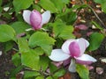 Tulip-Magnolia, Magnolia x soulangeana Lennei Royalty Free Stock Photo