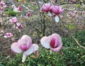 Tulip-Magnolia, Magnolia x soulangeana Lennei, during flowering Royalty Free Stock Photo