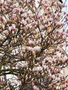 Tulip-Magnolia, Magnolia x soulangeana Lennei, during flowering Royalty Free Stock Photo