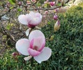 Tulip-Magnolia, Magnolia x soulangeana Lennei, during flowering Royalty Free Stock Photo