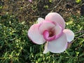 Tulip-Magnolia, Magnolia x soulangeana Lennei, during flowering Royalty Free Stock Photo