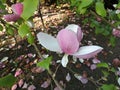 Tulip-Magnolia, Magnolia x soulangeana Lennei Royalty Free Stock Photo