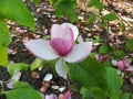 Tulip-Magnolia, Magnolia x soulangeana Lennei Royalty Free Stock Photo