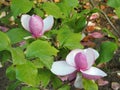 Tulip-Magnolia, Magnolia x soulangeana Lennei Royalty Free Stock Photo