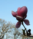 Tulip-Magnolia, Magnolia x soulangeana Lennei, during flowering Royalty Free Stock Photo