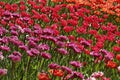 Tulip mixture with red and pink flowers