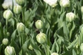 Tulip Mondial