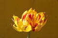 tulip Monsella close