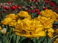 Tulip \'Monte carlo\' blooming with showy, bright sunny yellow flowers with double row of bright golden yellow Royalty Free Stock Photo