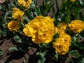 Tulip \'Monte carlo\' blooming with showy, bright sunny yellow flowers with double row of bright golden yellow Royalty Free Stock Photo