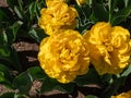 Tulip \'Monte carlo\' blooming with bright sunny yellow flowers with double row of bright golden yellow petals Royalty Free Stock Photo