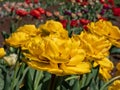 Tulip \'Monte carlo\' blooming with showy, yellow flowers with double row of bright yellow flowers Royalty Free Stock Photo