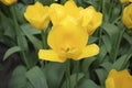 Tulip Muscadet Single Late Group grown in flowerbed. Royalty Free Stock Photo