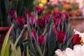 Tulip named `Queen of the Night`. It`s velvety, dark maroon