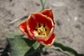 Tulip named & x22;Leen van der Mark& x22; isolated on flower field in Oude