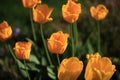 Tulip on natural blurred background. delicate tulip flower with petals and bright green leaves Royalty Free Stock Photo