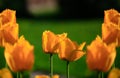 Tulip on natural blurred background. delicate tulip flower with petals and bright green leaves Royalty Free Stock Photo