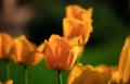 Tulip on natural blurred background. delicate tulip flower with petals and bright green leaves Royalty Free Stock Photo