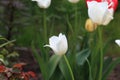 Tulip on natural blurred background. delicate tulip flower with petals and bright green leaves Royalty Free Stock Photo
