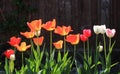 Tulip on natural blurred background. delicate tulip flower with petals and bright green leaves Royalty Free Stock Photo