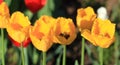 Tulip on natural blurred background. delicate tulip flower with petals and bright green leaves Royalty Free Stock Photo