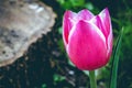 Tulip next to the tree stump. Flowers backgroud. Nature.